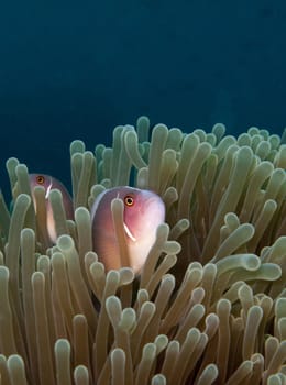pink anemone fish in anemone