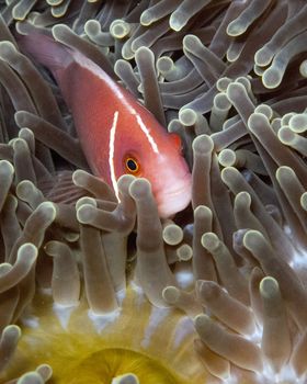 close up of pink anemone fish in anemone