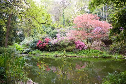 Blooming trees in the nature during spring