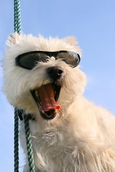 Happy Westie dog with sunglasses