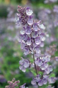 Wild lavender plant in full bloom