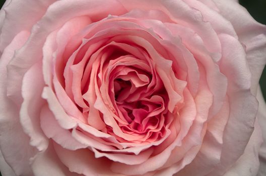Cultivated James Galway rose