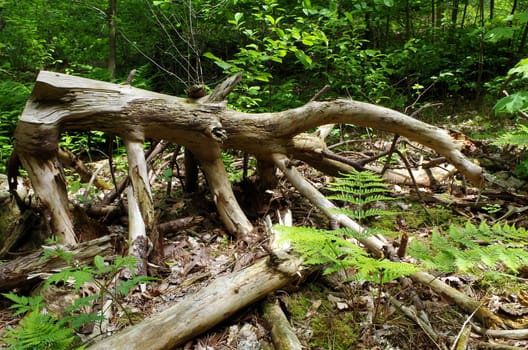 Abandoned tree trunk left to nature