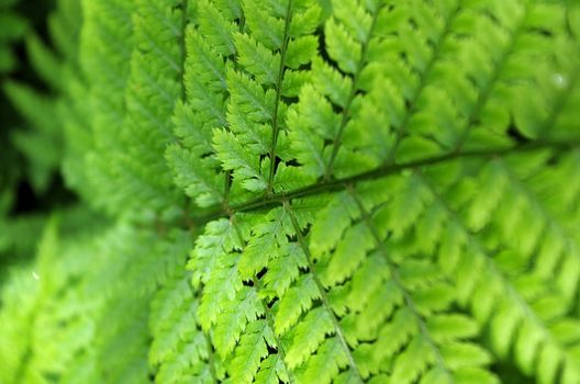 Wild bracken growing in Dutch sand dunes