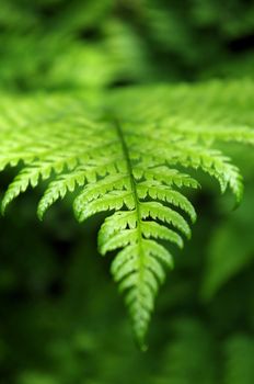 Wild bracken growing in Dutch sand dunes