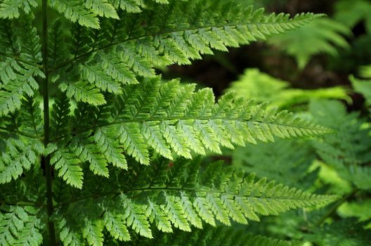 Wild bracken growing in Dutch sand dunes