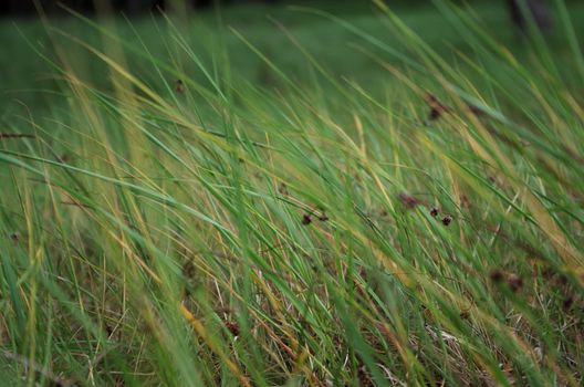 Fescue grasses struggle with the coastal breeze