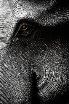 Elephant Head in Black and White