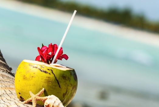 Coconut with drinking straw on a palm tree at the sea