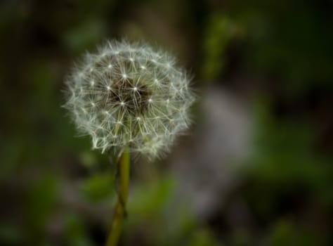 Dandelion seeds blown in the green background