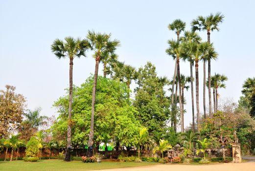 Sugar palm is a robust tree and can live more than 100 years and reach a height of 30 m.