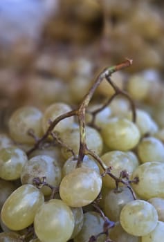 italian grape fruit clusters in market