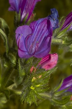Closeup of Echium Vulgare flower