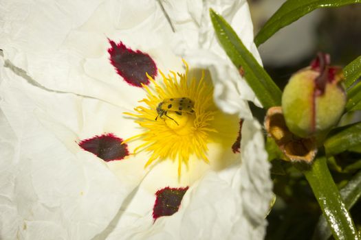 Cistus Ladanifer flower with insect trichodes octopuntatus feeding