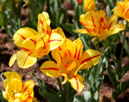 Fully open yellow and red striped tulips after a spring sun-shower with a few raindrops still clinging to the petals.