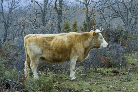 brown cow in the Paular Valley in Spain