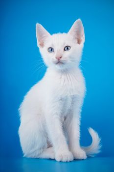 White kitten with blue eyes. Kitten on a blue background. Small predator. Small cat.