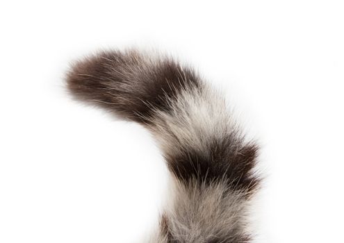 tail of a cat on a white background