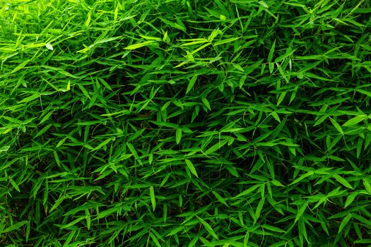 Beautiful green bamboo leaf background