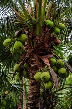 Bunch of young coconuts in Thailand