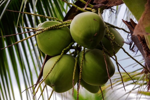 Bunch of young coconuts in Thailand