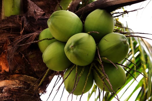 Bunch of young coconuts in Thailand