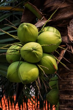 Bunch of young coconuts in Thailand