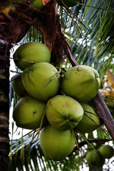 Bunch of young coconuts in Thailand