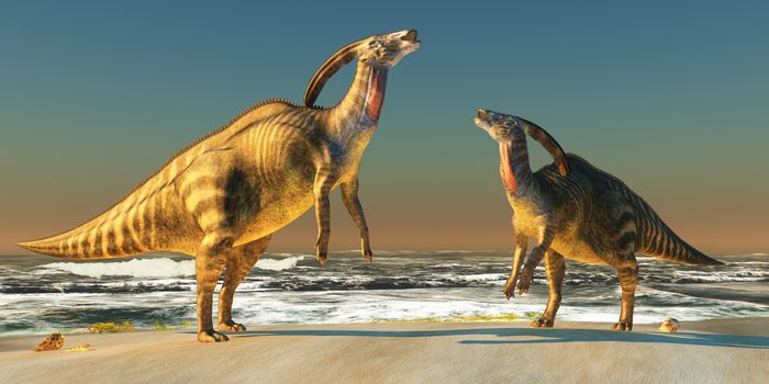Two Parasaurolophus dinosaurs bellow at each other to claim territory on a seacoast beach.