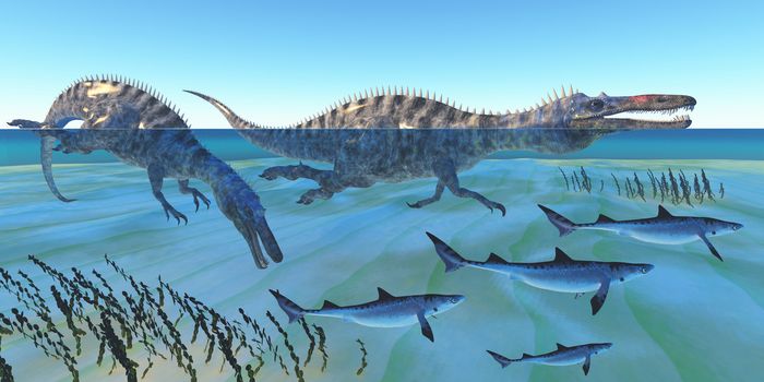 Two Suchomimus dinosaurs hunt small sharks in ocean shallow water.