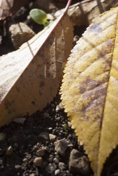 yellow leaves in autumn. autumn background