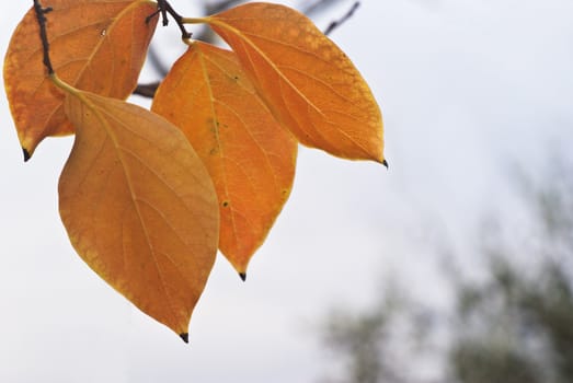 orange persimmon leaves in autumn