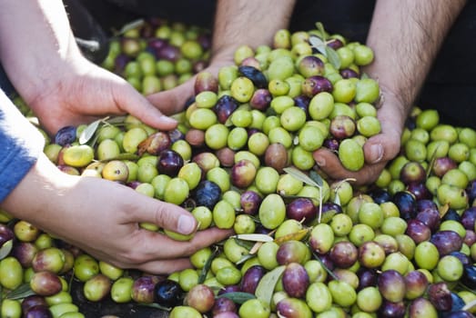 These hands are checking the olive harvest.Olives picking in Sicily- Italy