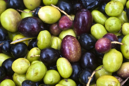 sicilian olives background. olives picking