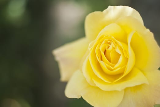 macro of beautiful yellow rose