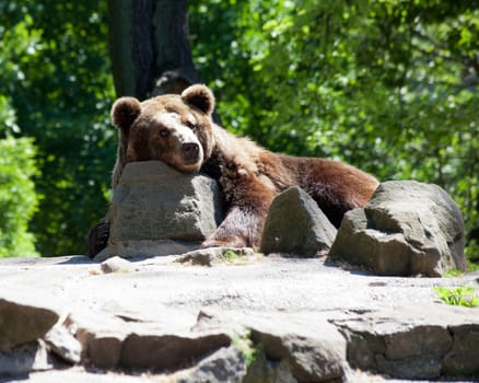 brown bear in city zoo lying on rock in city zoo