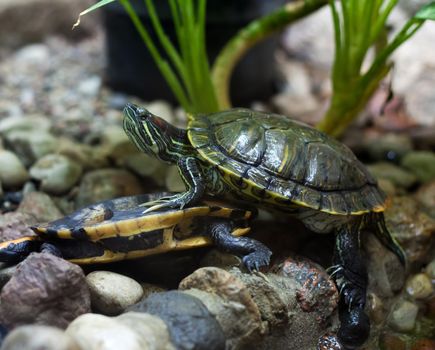 bright green terrapins in city zoo on summer day