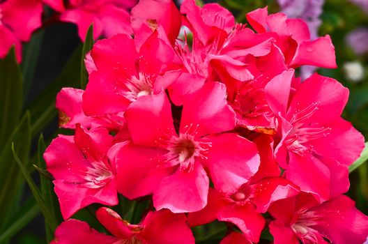 Nerium oleander flowers