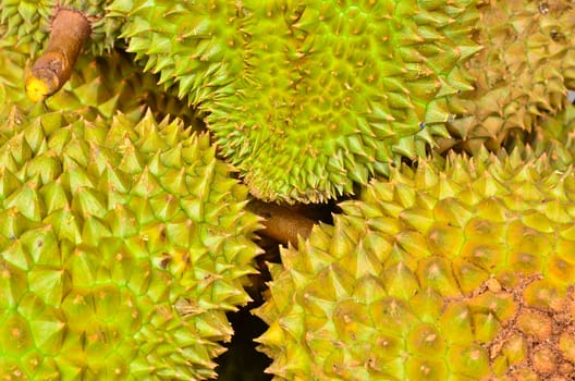 Thorny durian