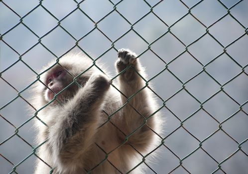 Captive Japanese macaque or Snow monkey gripping a wire mesh fence and looking away over its shoulder