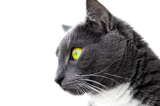green-eyed cat