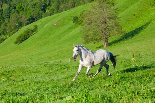 Gray Arab horse gallops on a green meadow