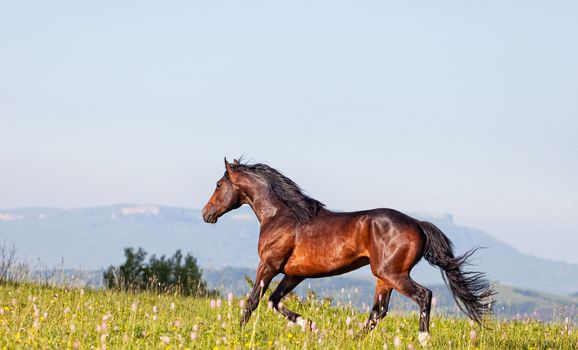 Arab racer runs on a green summer meadow