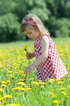 Little girl walks in the field with dandelions