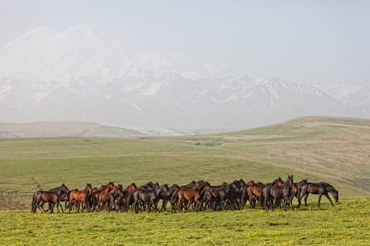 Herd of horses on a summer green pasture