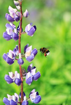 Bumblebee flying near nice pink lupine on green background