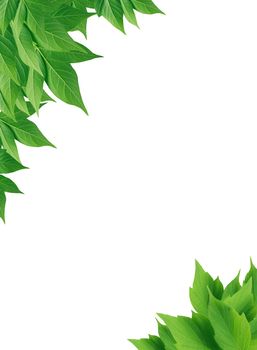 Nice freshness green leaves border on white background