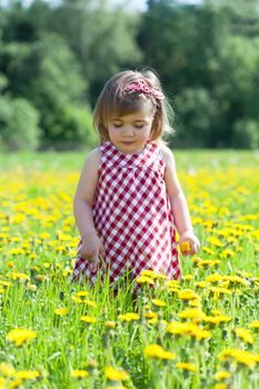 Little girl walks in the field with dandelions