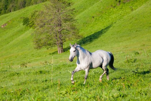 Gray Arab horse gallops on a green meadow