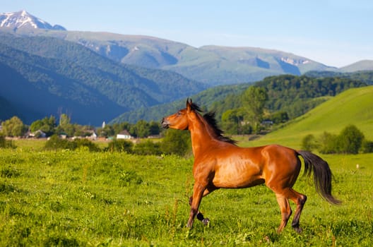 Arab racer runs on a green summer meadow